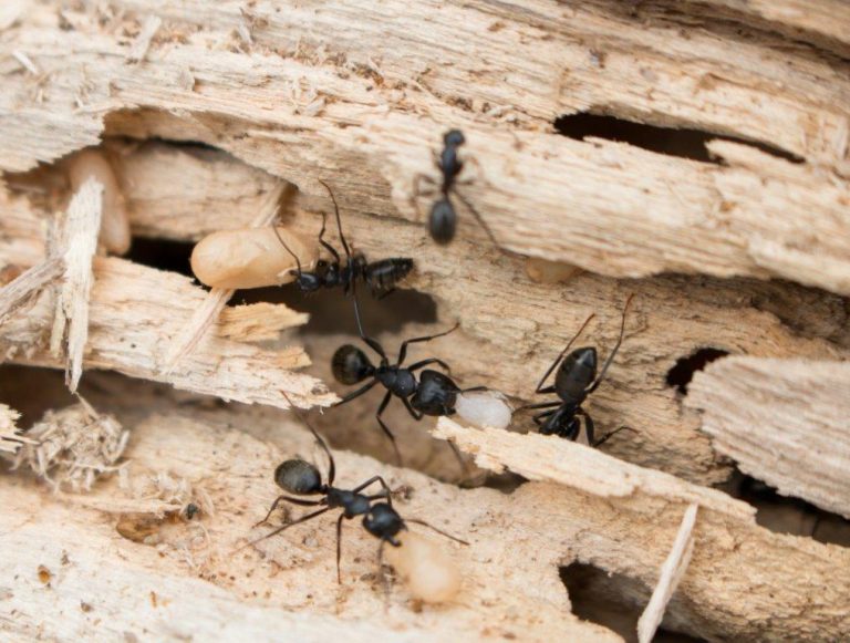 Carpenter ants in Timber